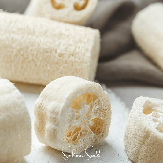 Luffa Gourd – 20 Seeds