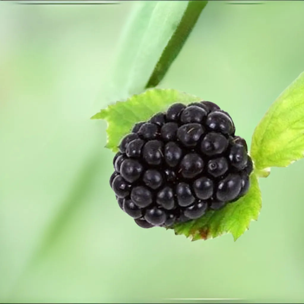 Blackberry, Thorn-free 'Sweet-Ark® Ponca™' (12-18 inch bare root plant)