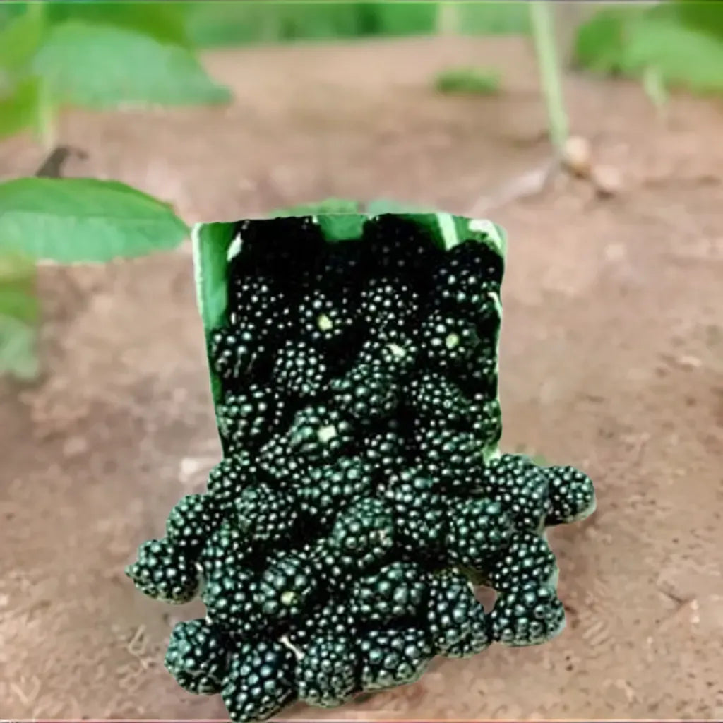 Blackberry, Thorn-free 'Navaho' (12-18 inch bare root plant)