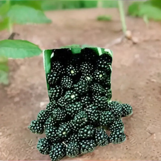 Blackberry, Thorn-free 'Navaho' (12-18 inch bare root plant)