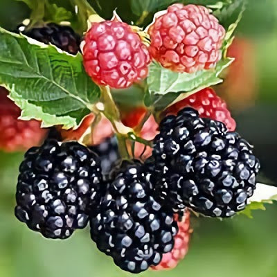 Blackberry, Thorn-free 'Ouachita' (12-18 inch bare root plant)