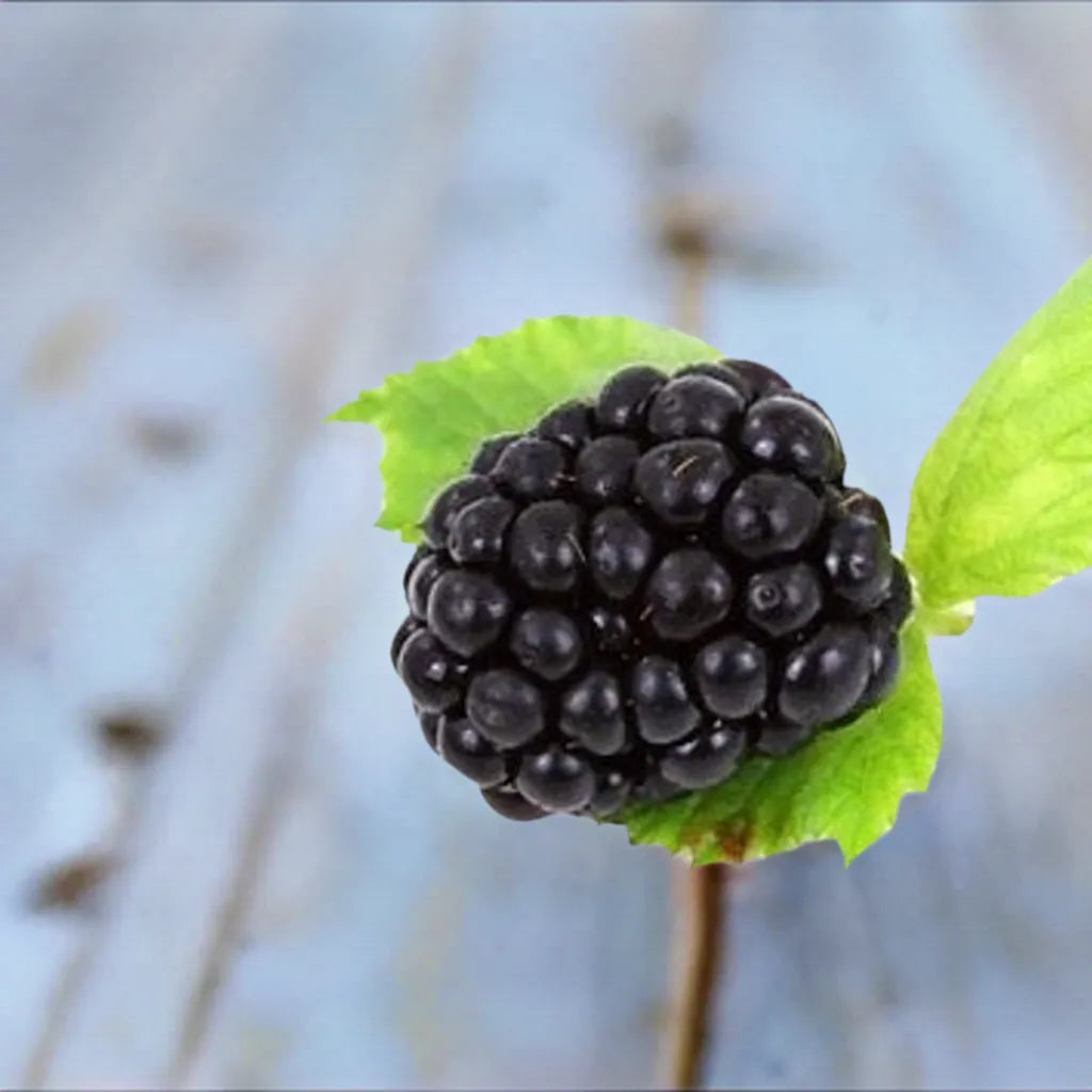 Blackberry, Thorn-free 'Sweet-Ark® Ponca™' (12-18 inch bare root plant)