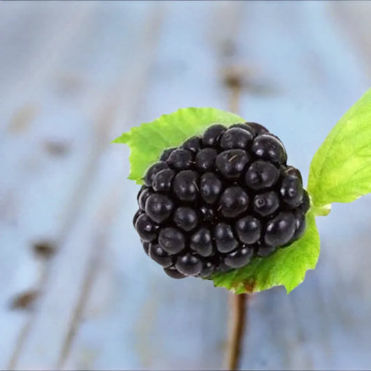 Blackberry, Thorn-free 'Sweet-Ark® Ponca™' (12-18 inch bare root plant)