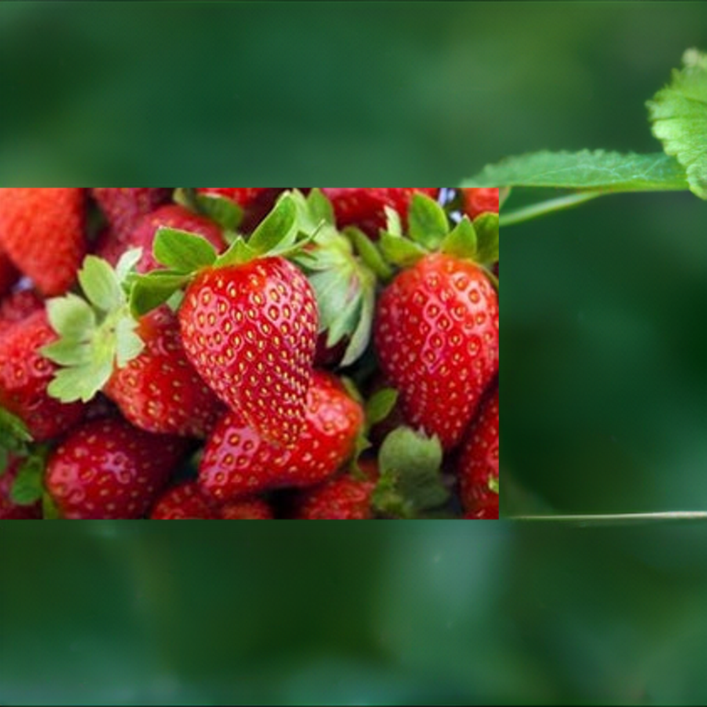 ALBION EVEBEARING STRAWBERRY PLANTS | ALBION STRAWBERRY