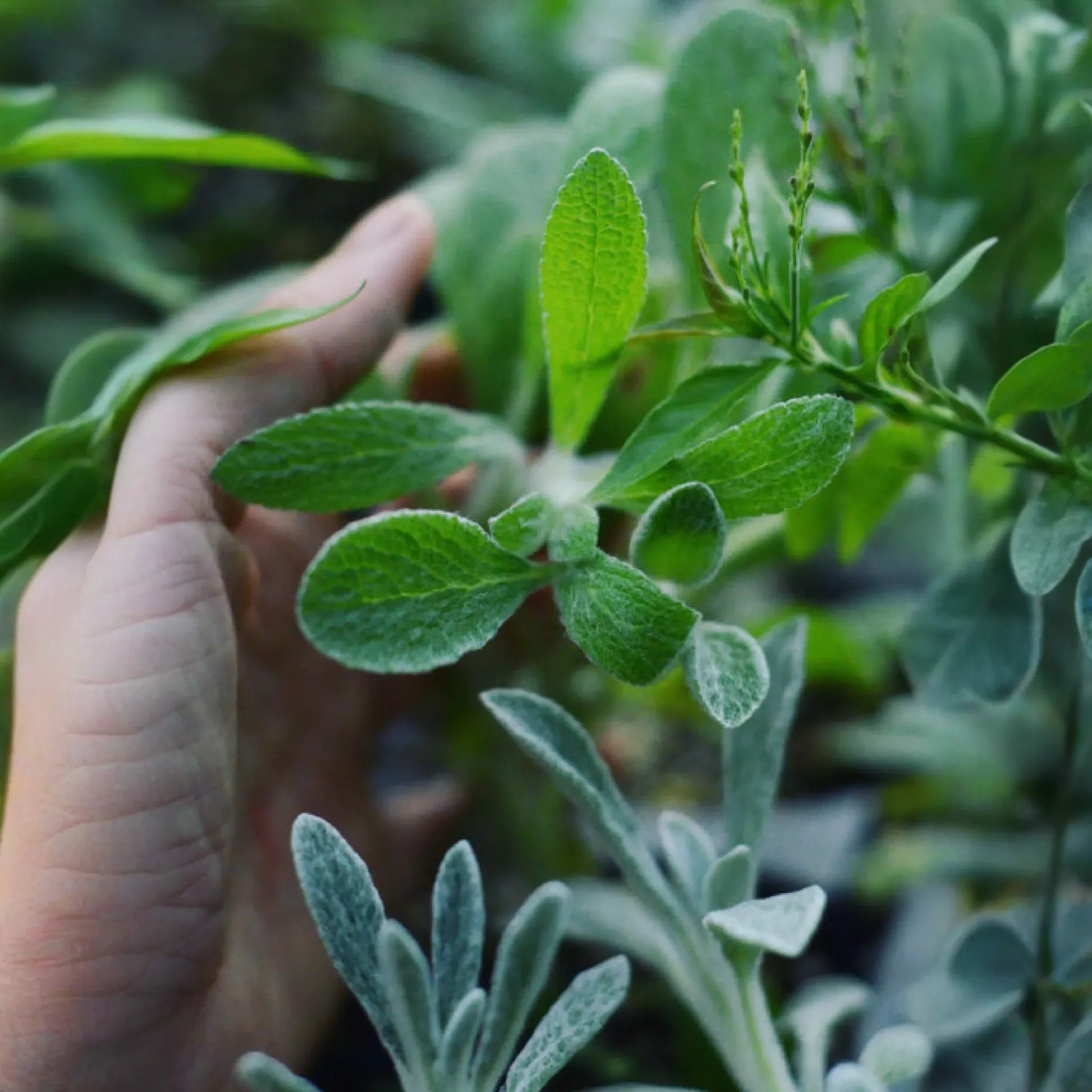 Greek Mountain Tea (Sideritis scardica)