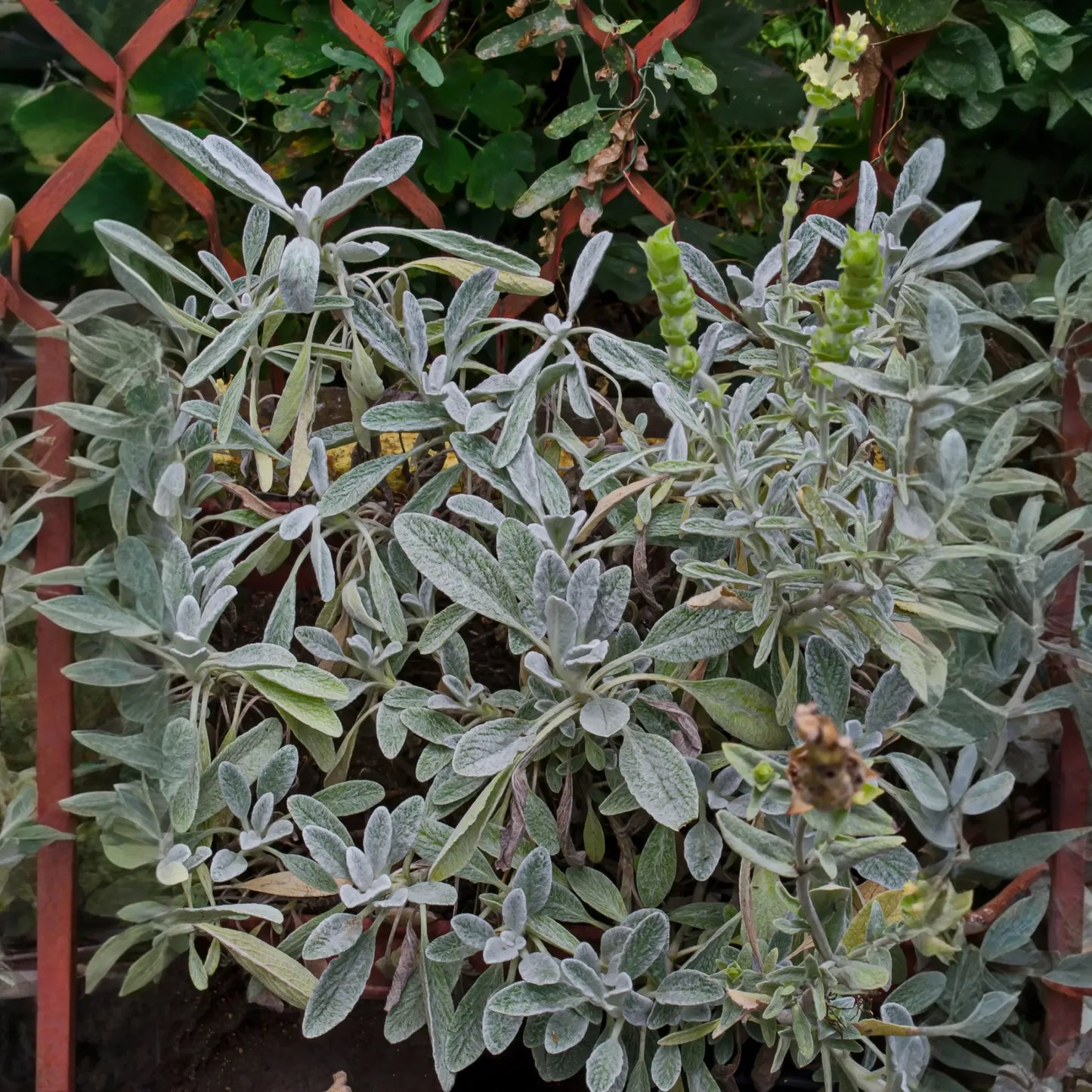 Greek Mountain Tea (Sideritis scardica)