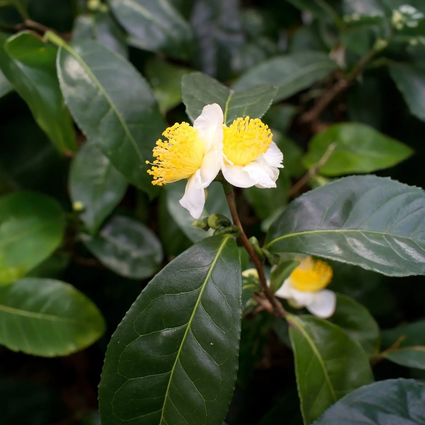 Green Tea (Camellia sinensis)