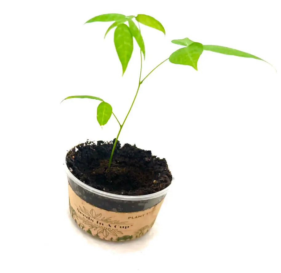 American Ash | Tree Grow Kit  |  Seeds In A Cup®
