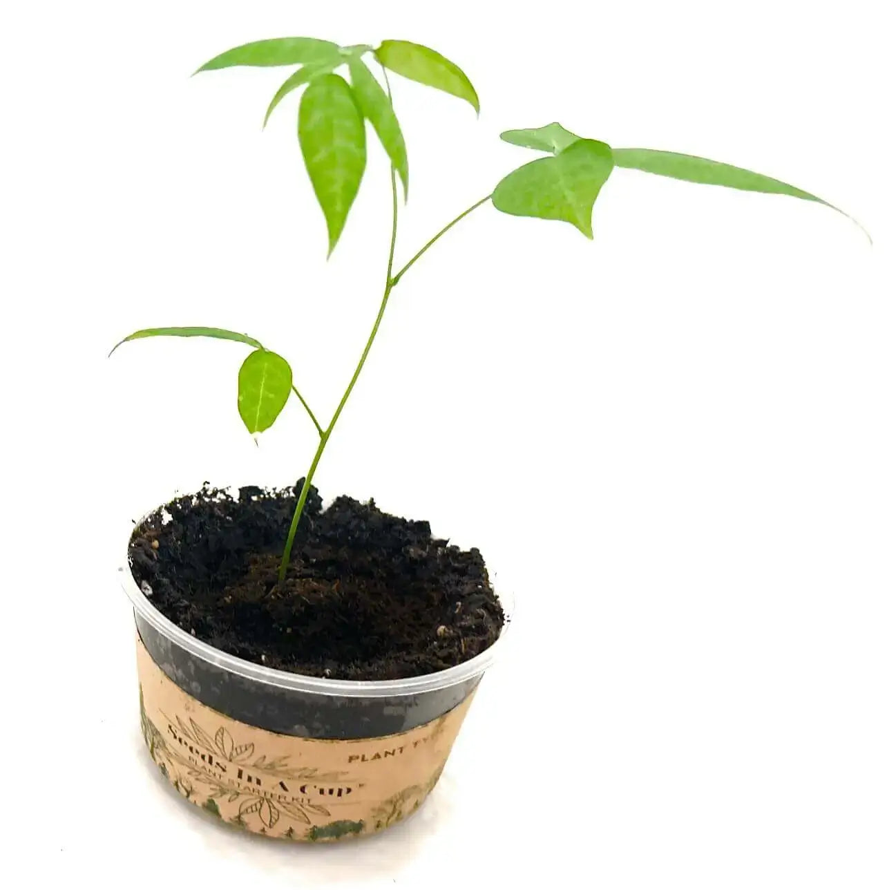 American Elm Tree  |  Seed Starter Grow Kit  |  Seeds In A Cup®