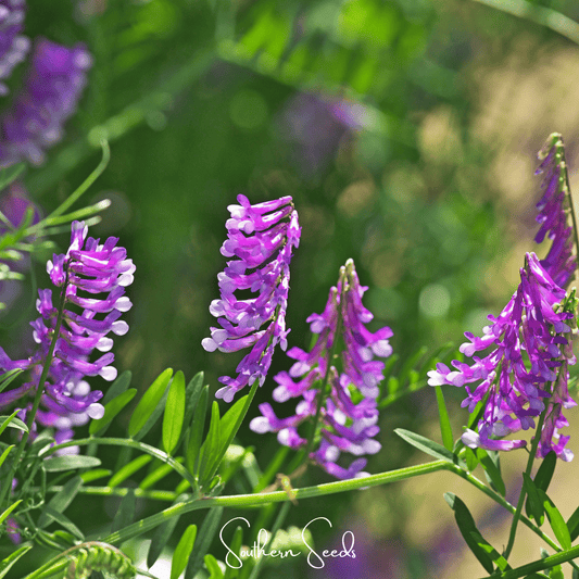 Hairy Vetch – 100 Seeds