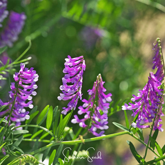Hairy Vetch – 100 Seeds
