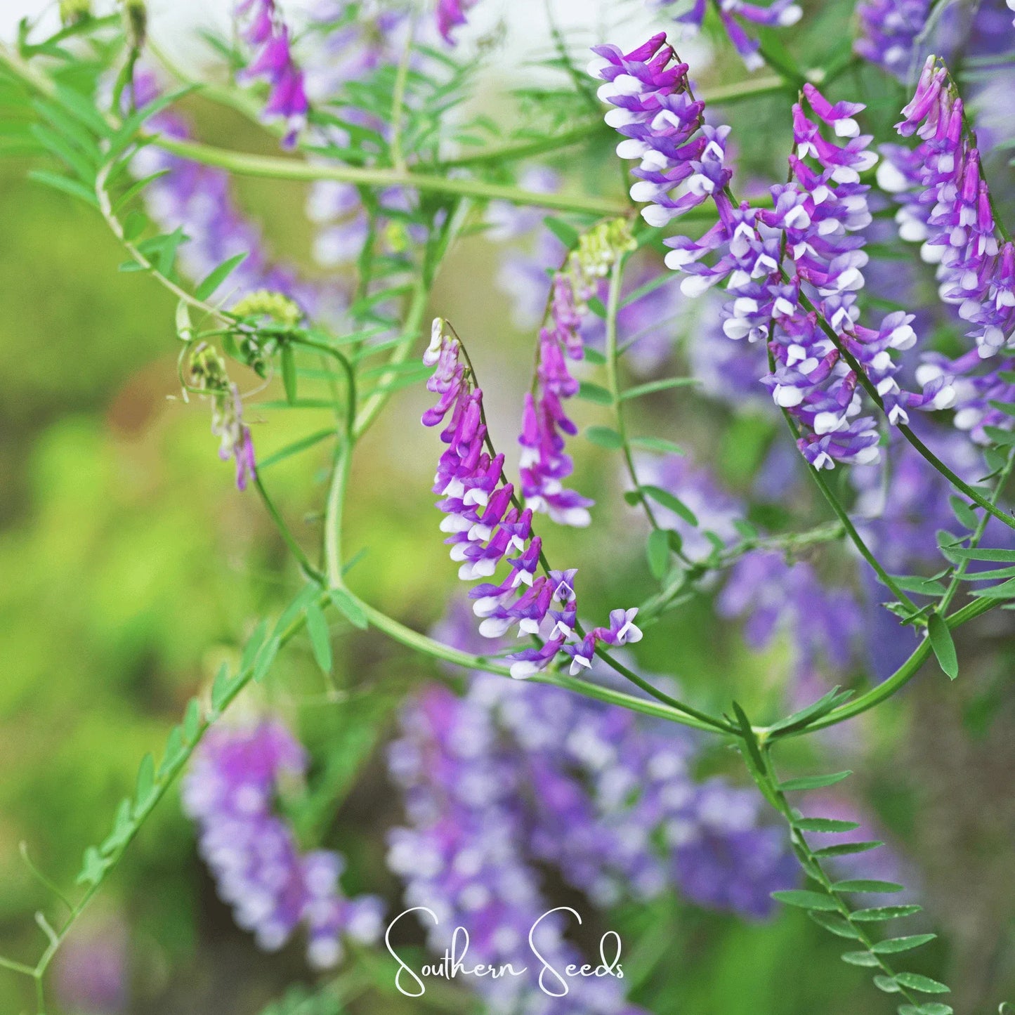 Hairy Vetch – 100 Seeds