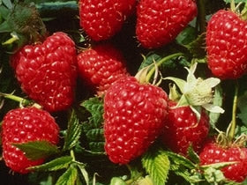 Raspberry, Red 'Himbo-Top' 'Rafzaqu' (Live Plant)