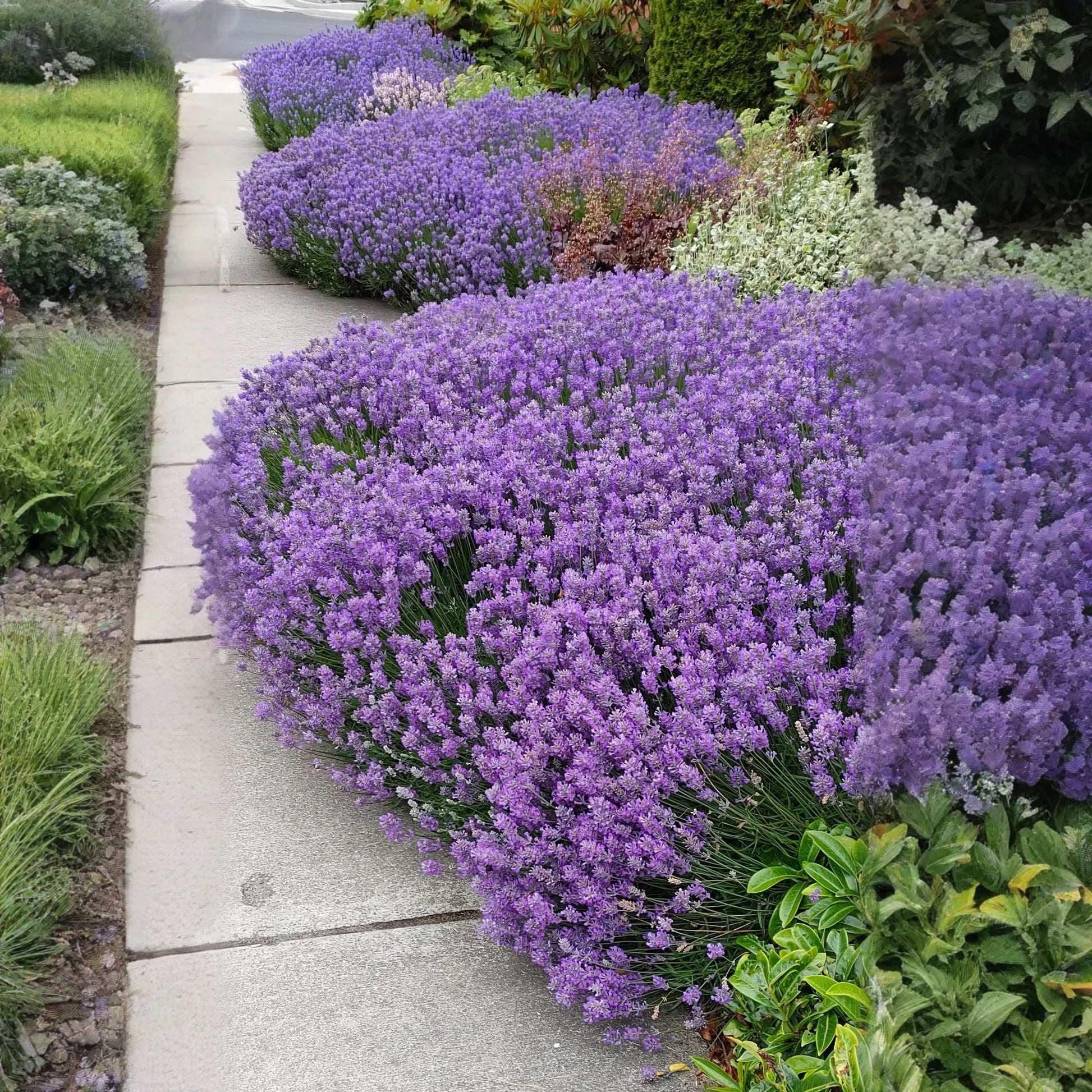 Live Lavender Plant Sensational 4 Inch Pot Aromatic Herb Garden