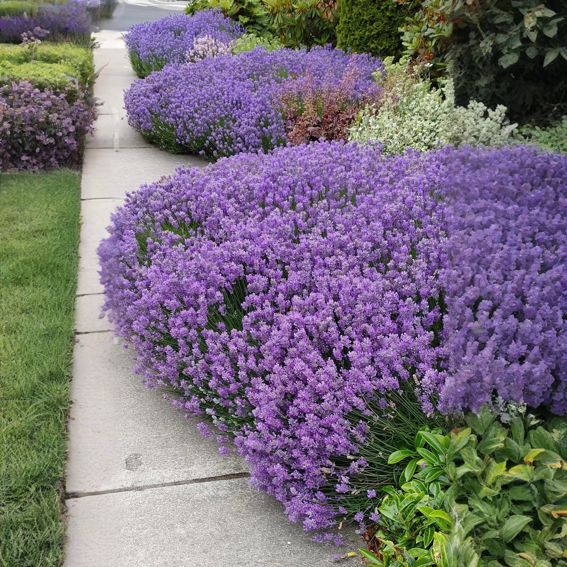 Blue Cushion Lavender Plant - Live Lavandula angustifolia 4 Inch Pot
