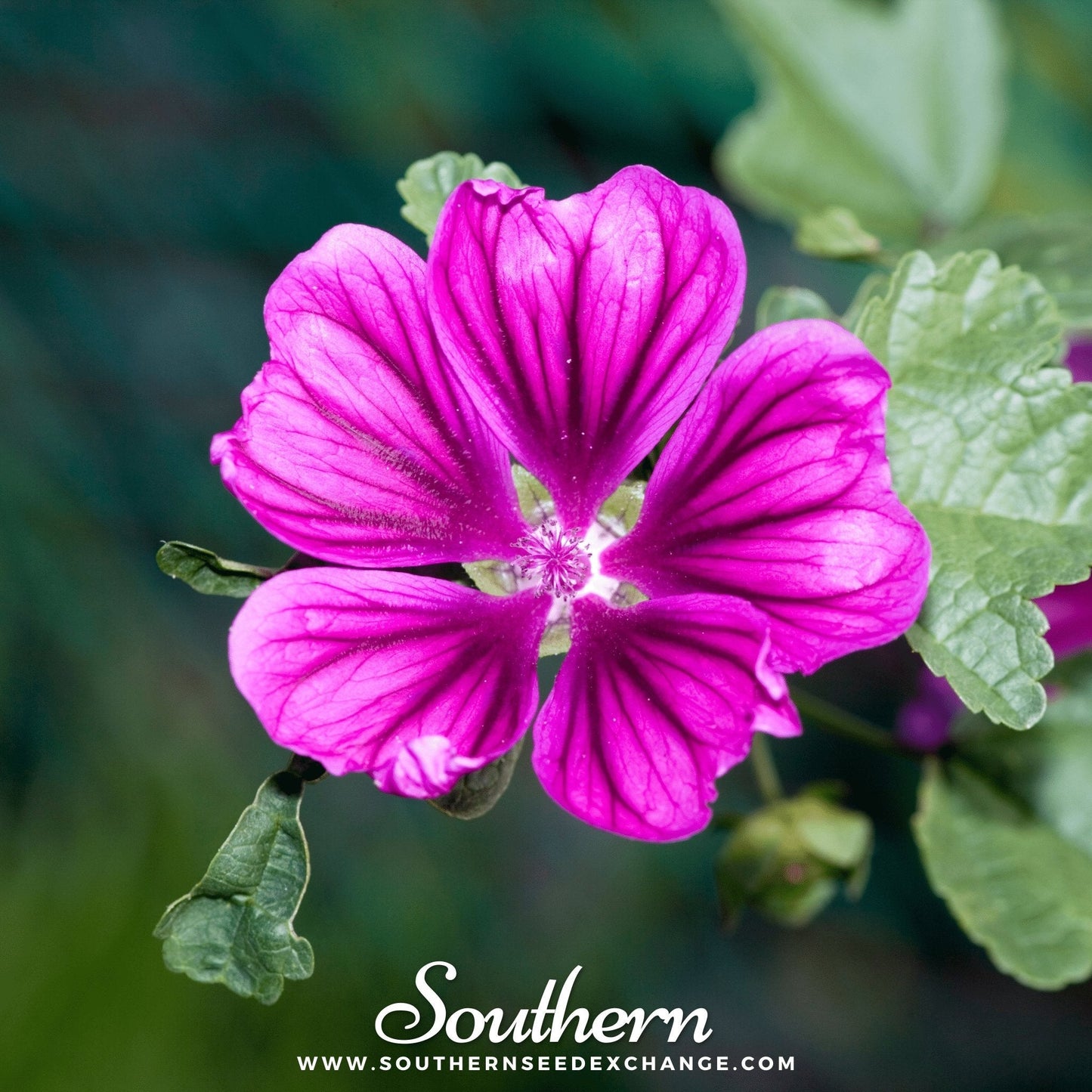 French Hollyhock – 25 Seeds