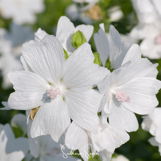 White Hollyhock – 25 Seeds