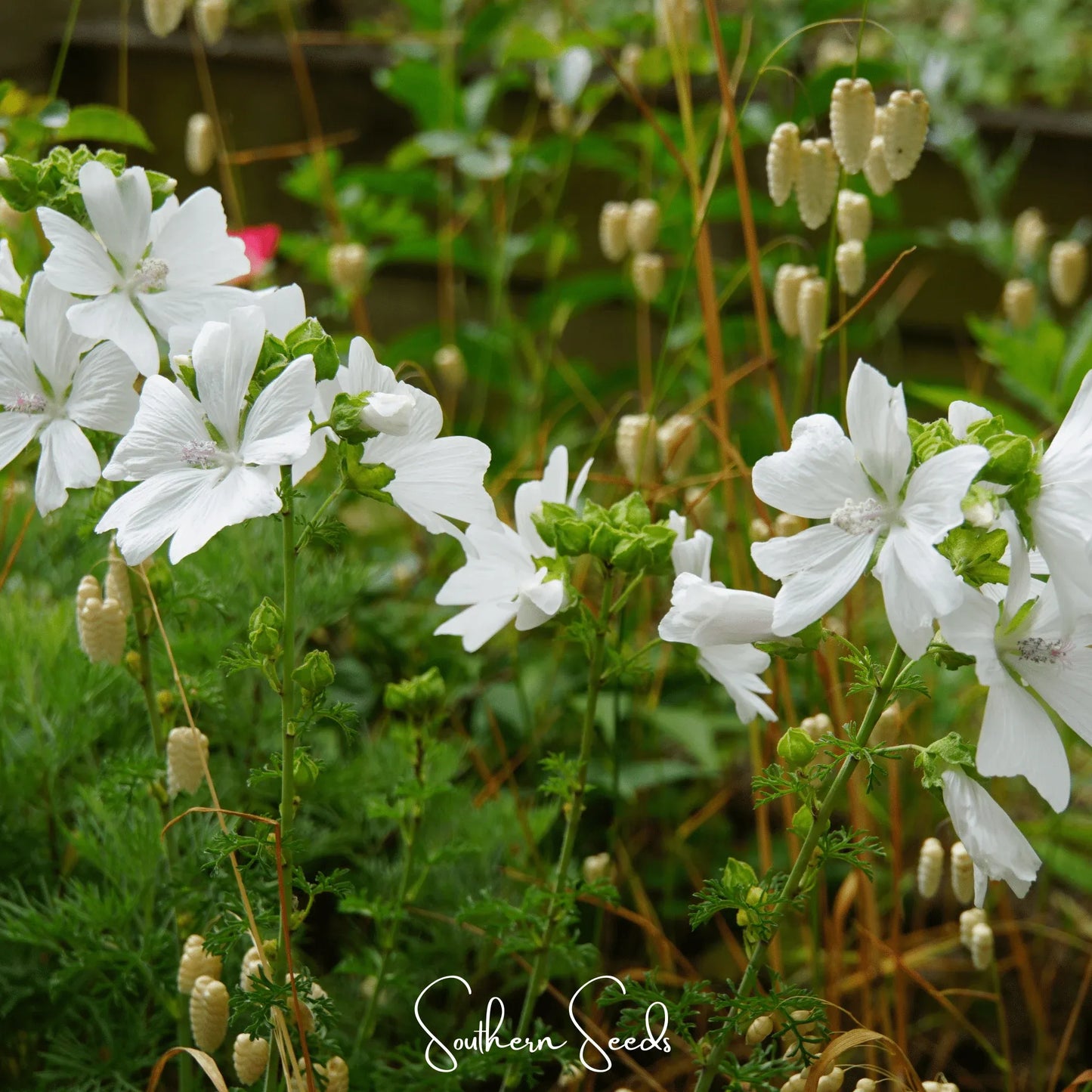 White Hollyhock – 25 Seeds