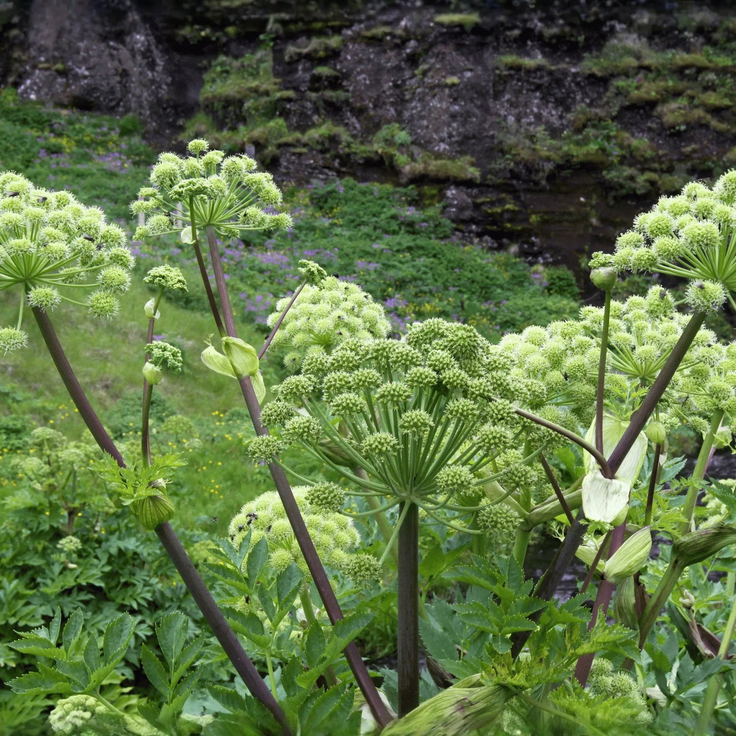 Holy Ghost Angelica – 50 Seeds