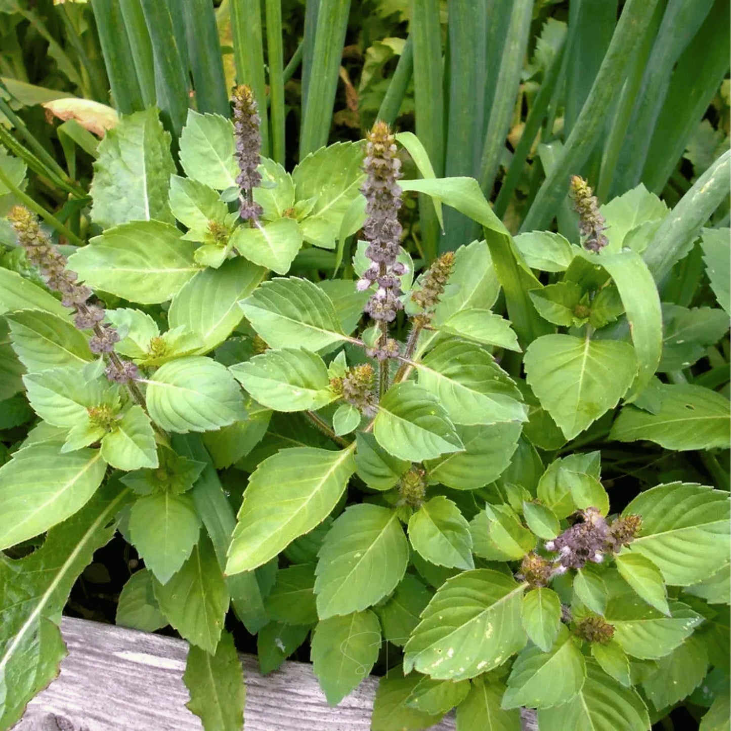Holy Tulsi Basil – 250 Seeds