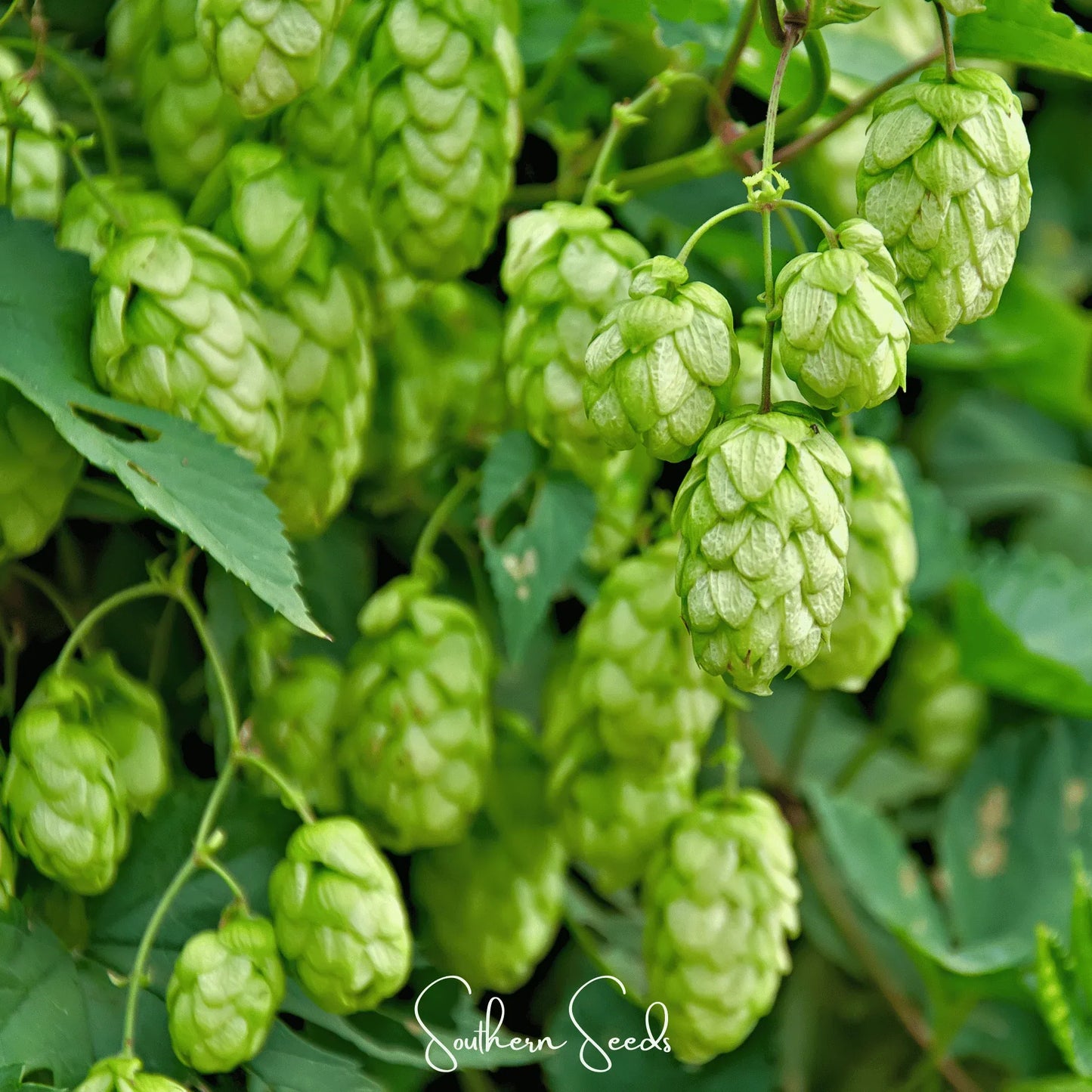 Beer Hops – 20 Seeds