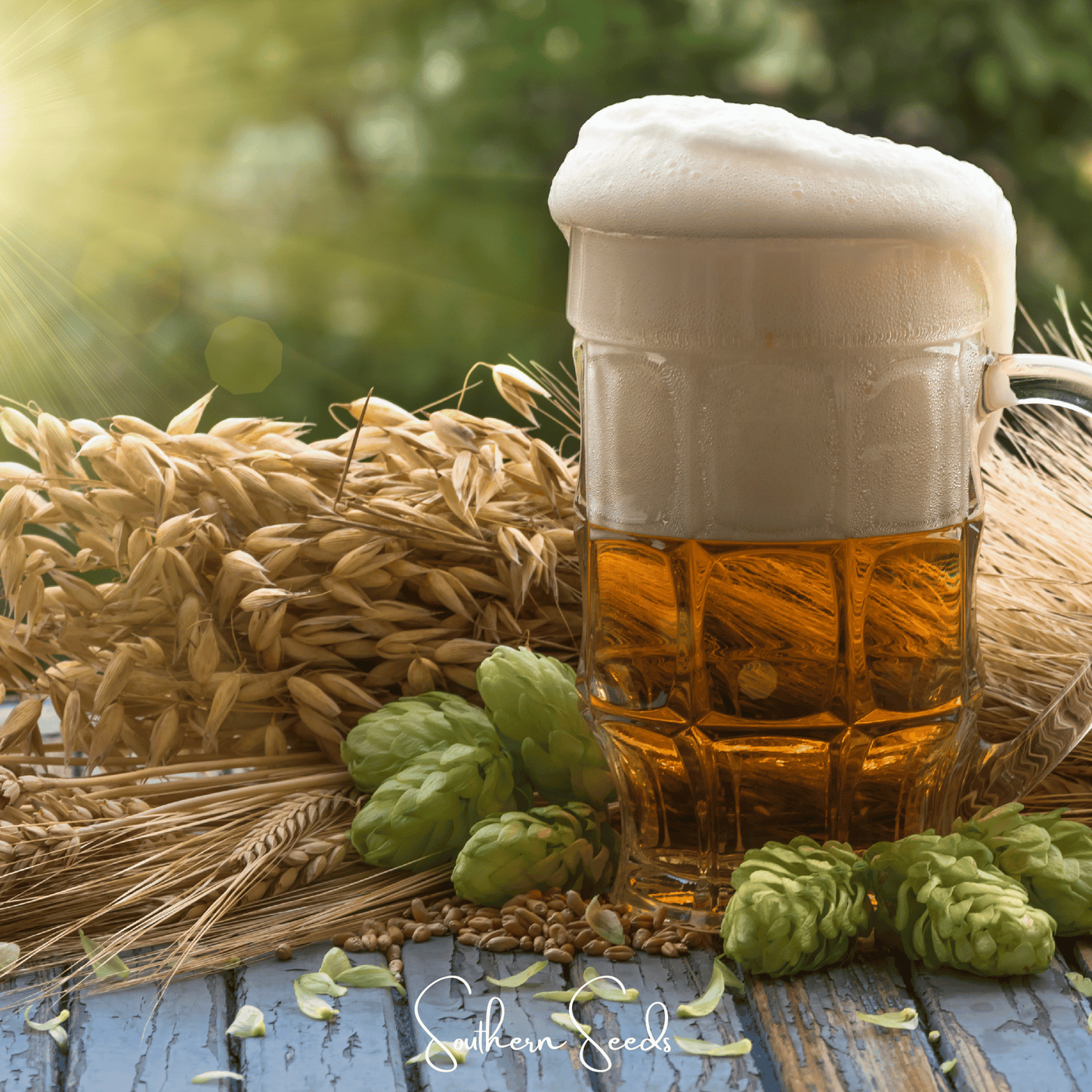 Beer Hops – 20 Seeds