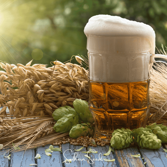 Beer Hops – 20 Seeds