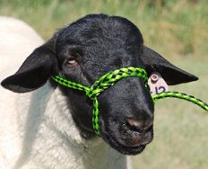 SHEEP HOLDING HALTER YELLOW