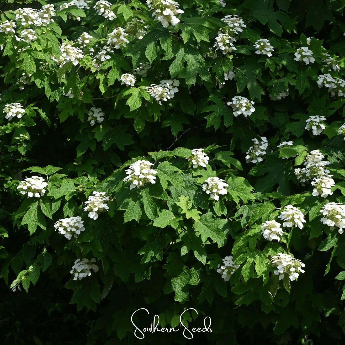 Oakleaf Hydrangea – 100 Seeds