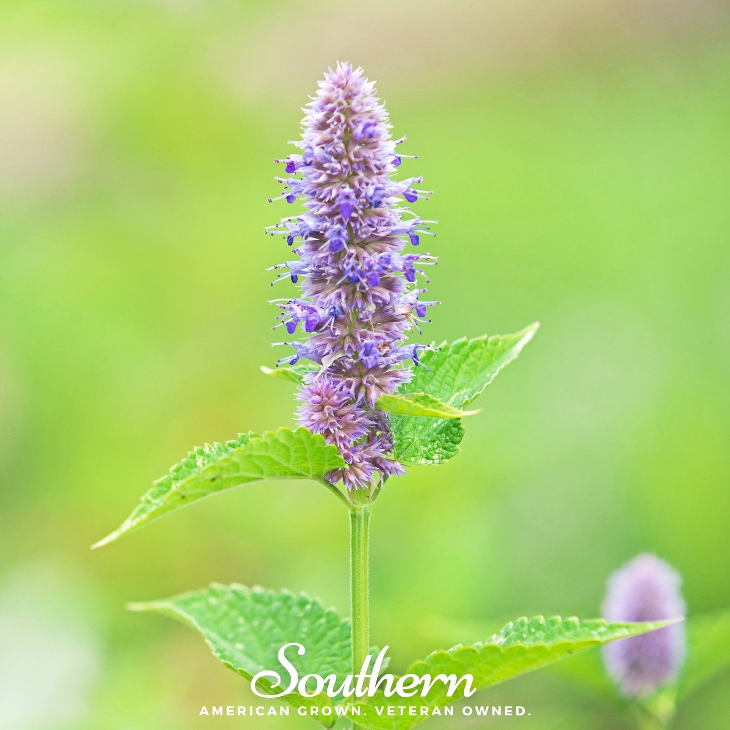 Anise Hyssop – 200 Seeds
