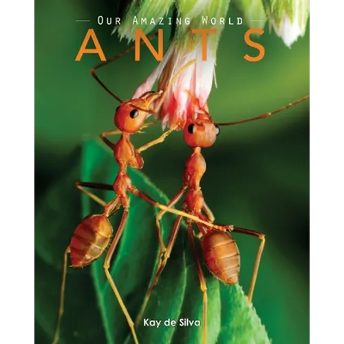Ants: Amazing Pictures & Fun Facts on Animals in Nature