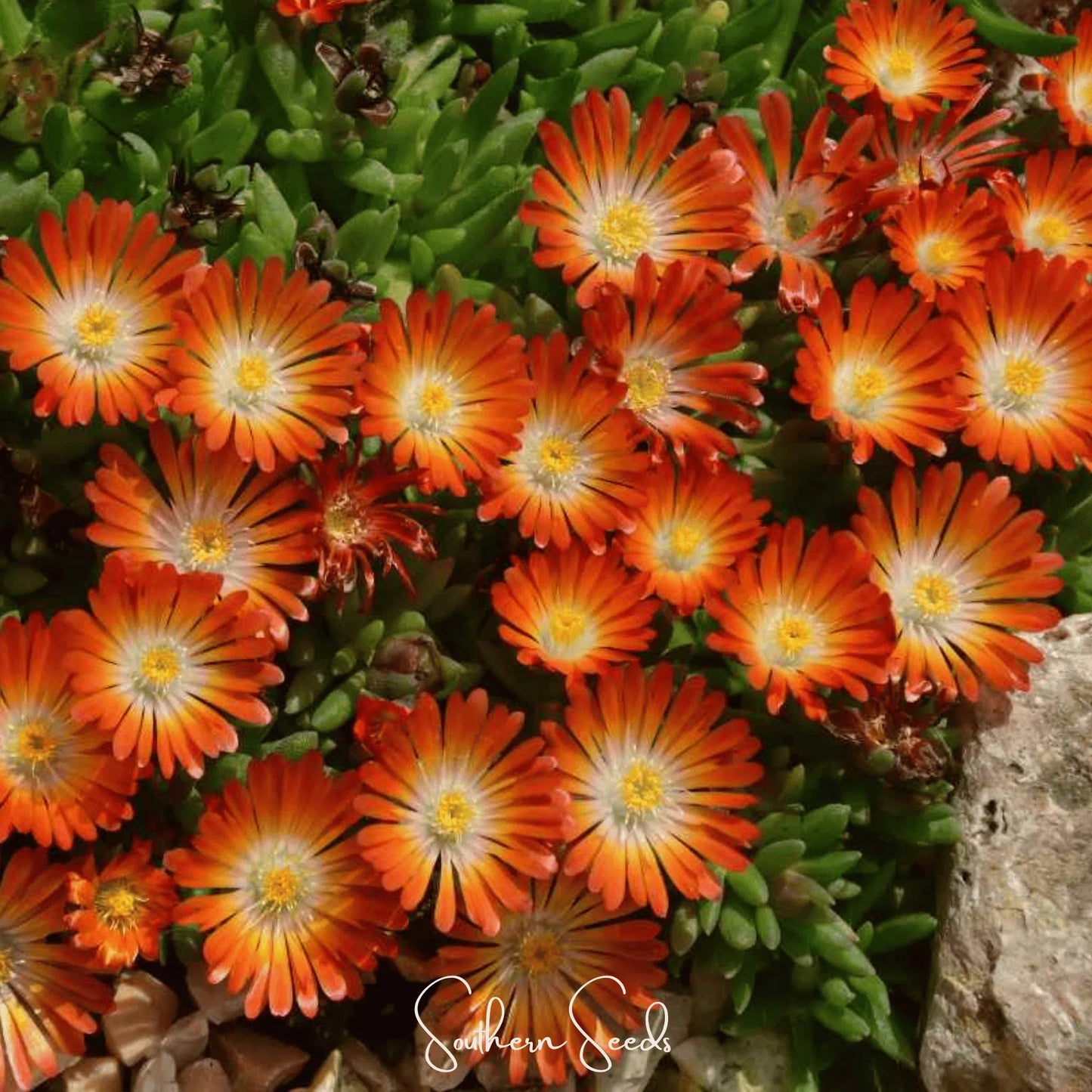 Orange Gelato Ice Plant – 200 Seeds
