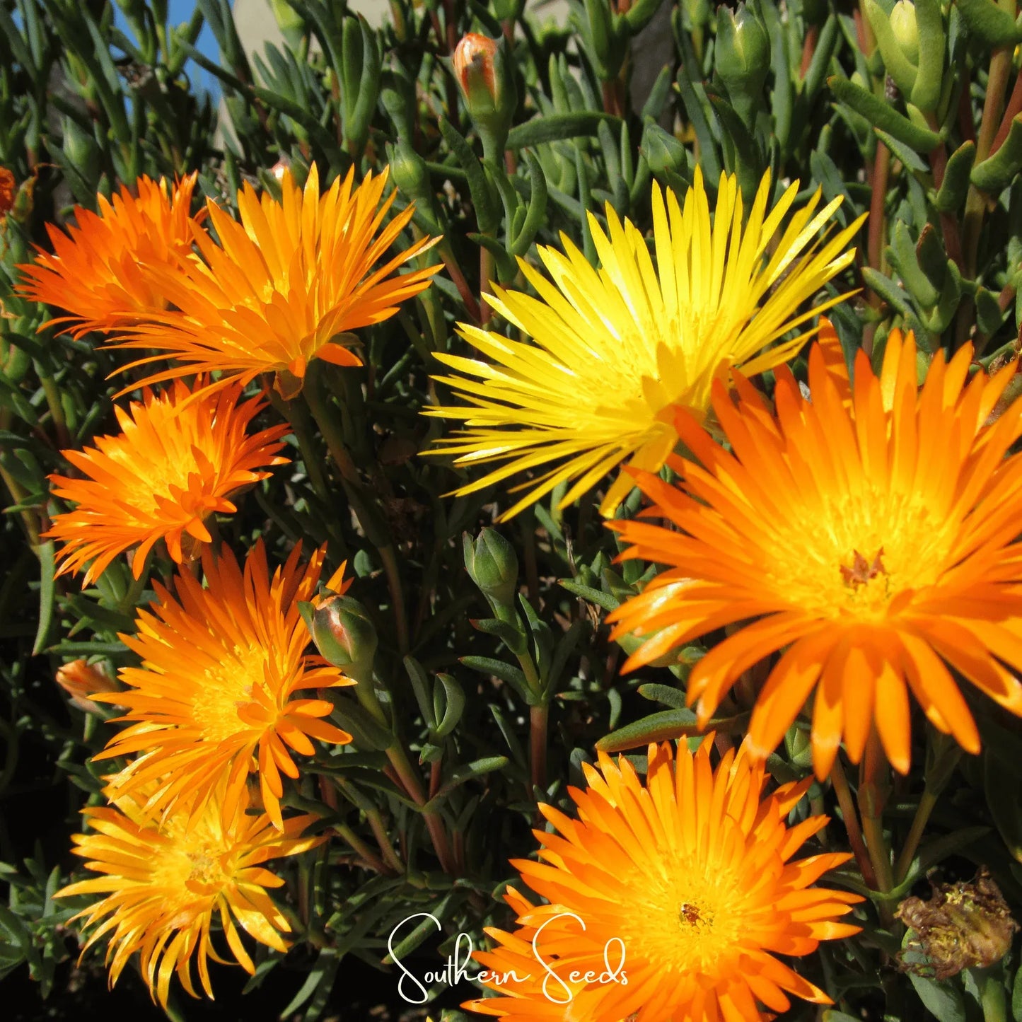 Orange Gelato Ice Plant – 200 Seeds