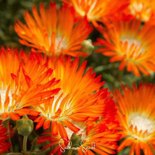 Orange Gelato Ice Plant – 200 Seeds