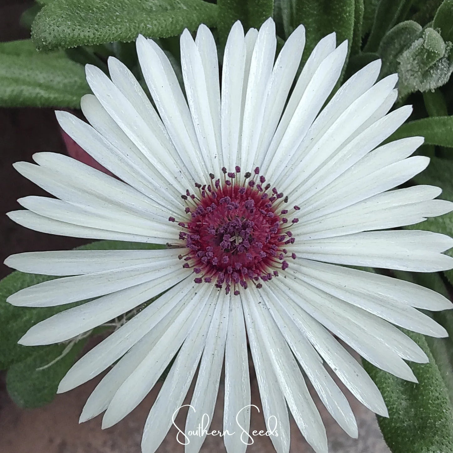 Gelato White Ice Plant – 200 Seeds