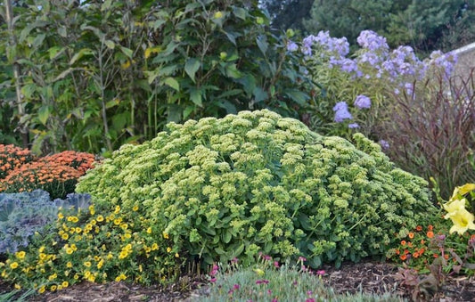 Sedum Lemon Jade 'Rock ‘N Grow'® Quart Pot | Citrion Yellow Blossoms | Perennial Stonecrop | USPP 26,448, Can 5,334