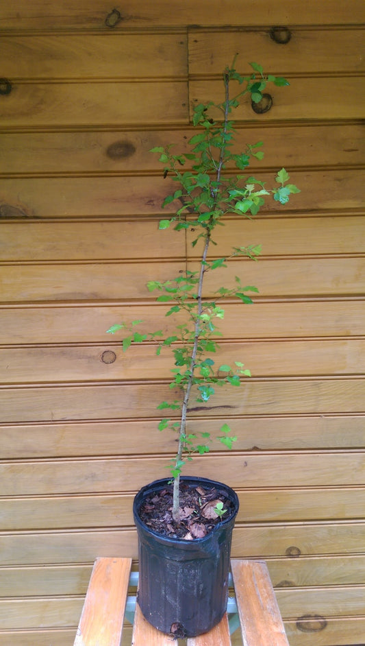 5 Washington Hawthorn Trees 18"-24" - Crataegus phaenopyrum - Live Seedlings for Wildlife Habitat and Ornamental Use