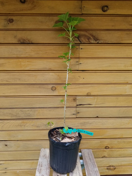 Consort Black Currant Plants - 12" to 18" - Ribes nigrum - 2 Live Plants for Home Garden, Edible Fruit, Ornamental Foliage