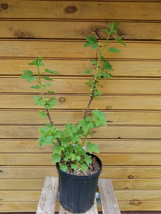 5 Live Imperial White Currant Plants - Ribes sativum - 6" to 12" Dormant Bushes for Fruit & Ornamental Use