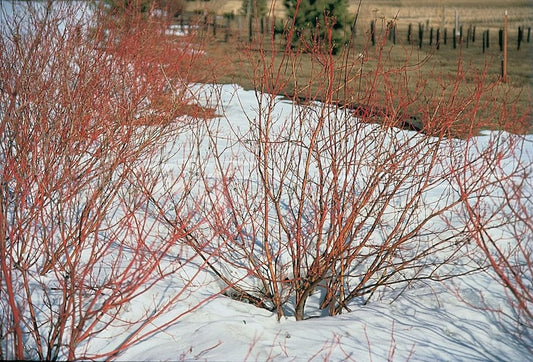 Red Twig Dogwood Plant 6-12" Cornus Sericea Hardy Shrub Drought Tolerant with Winter Color for Zones 2-9