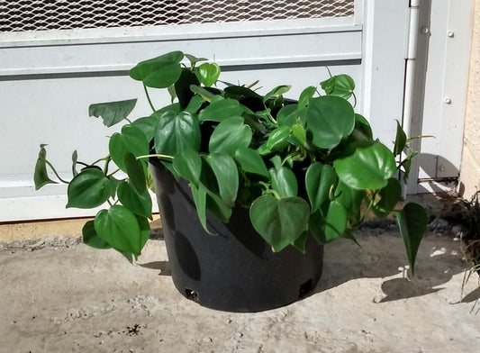 Philodendron Heartleaf Cutting - 1 Rooted + 1 Free Cutting - Philodendron scandens - Easy Care Houseplant