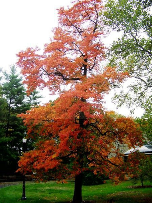 Native Sassafras Plant in Quart Pot - Sassafras albidum - Aromatic Deciduous Tree for USDA Zones 4-9