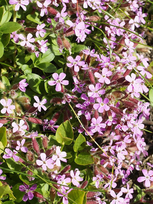 Rock Soapwort Plant Plug 72 Count Deep Pink Groundcover Saponaria ocymoides, Low Maintenance Perennial for Full Sun