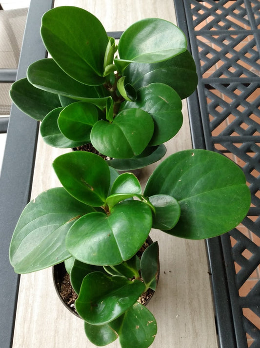 Peperomia Green Plant - 1 Rooted Small Plant + Free Cutting - PEPEROMIA PELLUCIDA - Easy Care Houseplant for Indoor Gardening