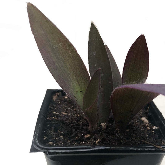 Organic Purple Heart Plant in 2.5-inch Pot - Tradescantia pallida - Easy-to-Grow Spiderwort - Naturally Grown, Women-Owned