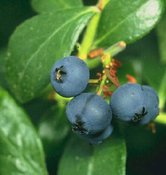 Prince Blueberry Bush - 24-36 Inch Prince Blueberry (Vaccinium sp.) - Early Maturing, Sweet Berries, Zones 6-9