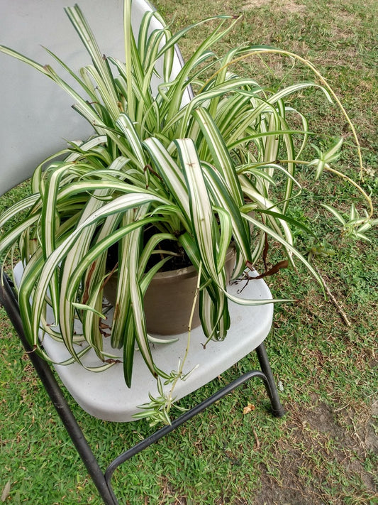 Small Spider Vittatum Plant with Free Cutting - Easy Care Houseplant (Chlorophytum) - Perfect for Indoor Gardening