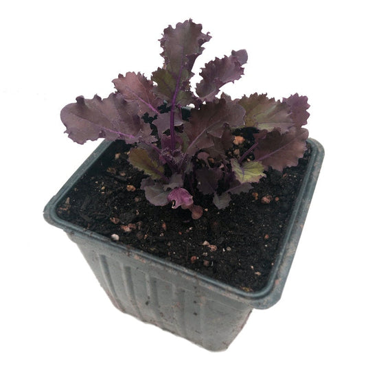 Organic Scarlet Kale Plant in 2.5-Inch Pot - Brassica oleracea var. acephala - Heirloom Winter Greens for Garden Transplanting