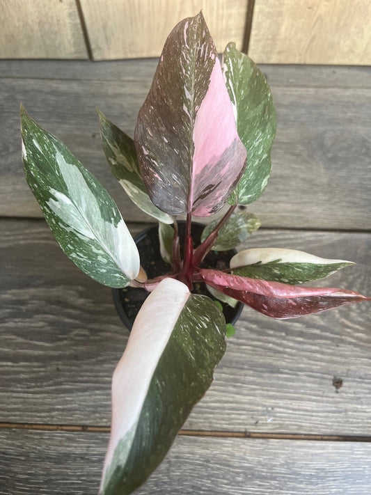 Philodendron Pink Princess Marble 4" Pot - High Variegation, Philodendron erubescens