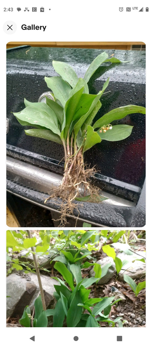Lily of the Valley Bare Root Plants (20+) - Fragrant White Flowering Perennials - Convallaria majalis